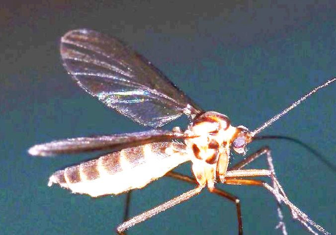 Dittero da identificare:  Cecidomyiidae?  Pi prob. Keroplatidae Macrocerinae